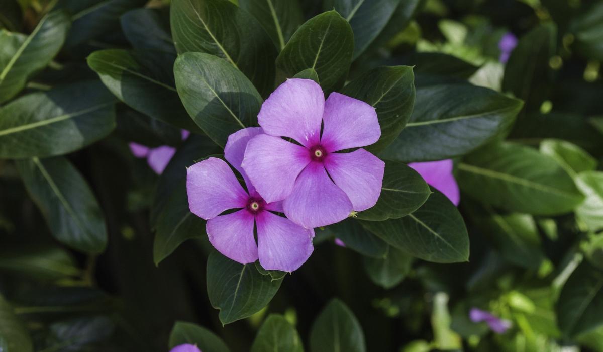 Milyen növényeket nem szabad az udvarra ültetni