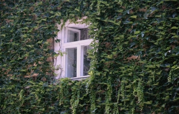 Milyen növényeket nem szabad az udvarra ültetni