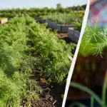 A buja kapor csak így derül ki: mit kell egymás