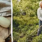 A cukkini termése ötször gazdagabb lesz: íme, mit ültessünk a