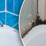 A fekete penész a fürdőszobában három egyszerű lépésben eltűnik: milyen