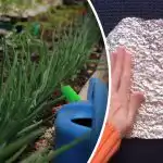 A galambok és az egerek rettegnek, mint a tűz -