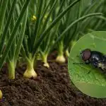 A hagymalégy egy méteren belülre sem jön az ültetéstől: mivel