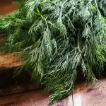 A kapor nagyon sokáig friss marad: hogyan kell megfelelően tárolni