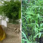 A kapor vastag "ecsetet" növeszt: egy összetevő infúziója csodát tesz.