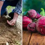 A kertészek a cékla ültetésekor a gödörbe teszik: nagyra és