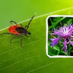 A kullancsok utálják ennek az 5 virágnak az illatát: a