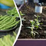 A legjobb "szomszédok" a bab számára: 11 zöldség, amelyet egymás