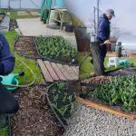 A nagy tulipánok titka: amit tavasszal mindenképpen meg kell tennie