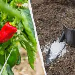 A paprika kevesebb mint egy hét alatt gyökeret ereszt: Milyen