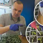 A paradicsom első öntözése az átültetés után: mit kell hozzáadni