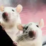 A patkányok egy terméktől félnek: egyszerű módja annak, hogy "kikérje"