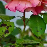 A rózsák nem kapnak fekete foltos betegséget, ha egyetlen virágot