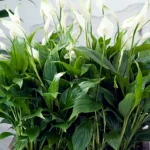 a-spathiphyllum-evekig-viragzik-a-kerteszek-megmondjak-hogyan-kell-termeszteni.webp.webp
