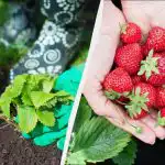 A szamóca első áprilisi kezelése a legfontosabb: a jövőbeli termés