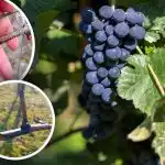 A "szőlő sírása" megkezdődött: hogyan kezeljük a szőlőt a betegségektől