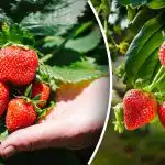 A tavaszi szamócatelepítés titka: hogyan lehet már az első alkalommal