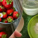 Az eper sokszor több édes bogyót ad: a "nagymama" receptje