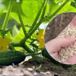 Az uborka úgy fog csírázni, mint az élesztő: a lyukba