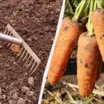 Egy hónappal a sárgarépa vetése előtt egy műtrágyával trágyázom az