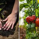 Egy kanál a lyukba - és a paradicsomtermés 10-szeresére nő: