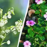 Ez a 7 évelő növény gyönyörűen néz ki, de ne