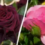 Ezek a rózsák minden kertet díszítenek: 5 legszebb és szerény