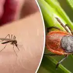 Felejtse el a csípéseket: Hogyan véd egy egyszerű gyógymód a