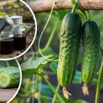 Felejtse el a keserű uborkát: a szakértő egy egyszerű szabályt