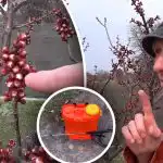 Fontos, hogy ne szalasszuk el a pillanatot: mikor kell kezelni a csonthéjasokat moniliosis ellen? Fontos, hogy ne szalasszuk el a pillanatot: mikor kell kezelni