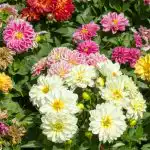 Hogyan kell ültetni a dáliákat: a szakértők fontos tippeket adtak,