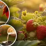 Hogyan lehet egy héttel gyorsabban epret kapni: az elfelejtett módszer