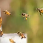 Hogyan találják meg a méhek az utat: milyen titkot rejt a bonyolult táncuk hogyan-talaljak-meg-a-mehek-az-utat-milyen-titkot-rejt.jpg