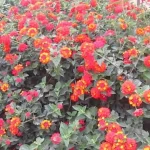 Karbantartásmentes és az első fagyig virágzik: a legjobb virág az erkélyre. karbantartasmentes-es-az-elso-fagyig-viragzik-a-legjobb-virag-az.webp.webp