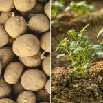 Miért jobb a szomszéd krumplija: egyetlen pillanaton múlik - és