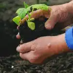 Mikor és mit kell ültetni a zöldségeskertben: népi jelek az