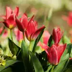mikor-kell-kiasni-a-tulipanokat-idozites-a-nagy-viragok-eseteben.jpg