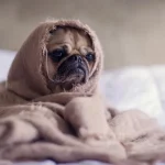 Mikor lesz idős a háziállatod: kiderült a kutyák és macskák pontos öregedési kora mikor-lesz-idos-a-haziallatod-kiderult-a-kutyak-es-macskak.webp.webp