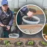 Minden bokor alatt tavasszal: mit kell etetni a szamócát az