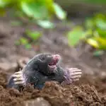 Mit kell önteni a vakond lyukba: ez a gyógymód minden