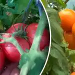 Ne adjon esélyt a fitoftórának: Így mentheti meg paradicsomtermését előre