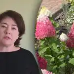 Ne kapkodjunk a műtrágyázással: mikor kell a hortenziát tápoldatozni, hogy ne veszítsük el a virágokat Ne kapkodjunk a műtrágyázással: mikor kell a hortenziát tápoldatozni, hogy