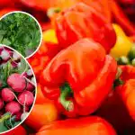 Nincsenek kártevők vagy gyomok - mit ültessünk a paprika mellé? Nincsenek kártevők vagy gyomok - mit ültessünk a paprika mellé?