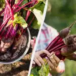 Sok kertész túl korán csinálja: mikor és hogyan kell a