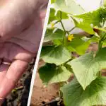 Uborka vetése szabadföldbe: 2026 legtermékenyebb napjai a holdnaptár szerint